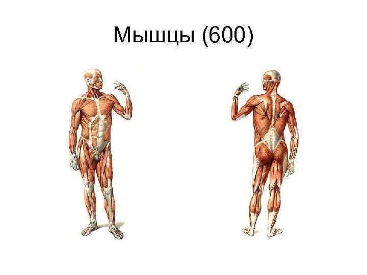 Мышцы (600) 