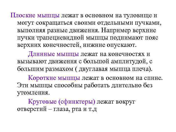 Плоские мышцы лежат в основном на туловище и могут сокращаться своими отдельными пучками, выполняя