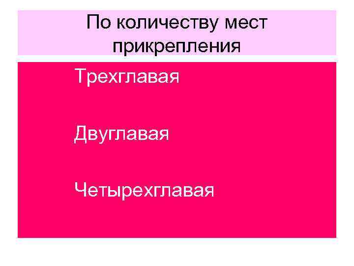 По количеству мест прикрепления Трехглавая Двуглавая Четырехглавая 