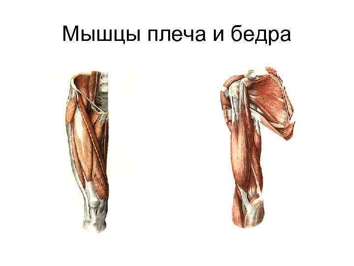 Мышцы плеча и бедра 