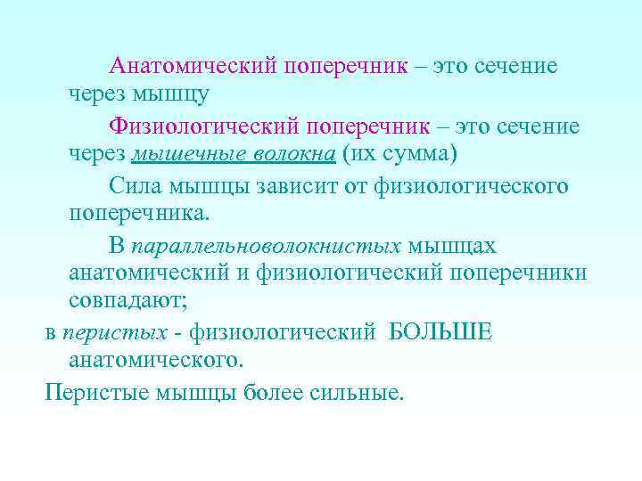 Анатомический поперечник – это сечение через мышцу Физиологический поперечник – это сечение через мышечные