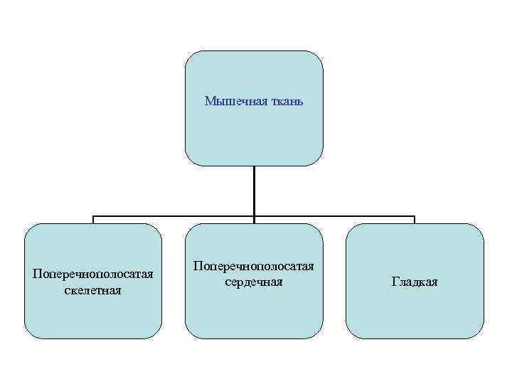 Мышечная ткань Поперечнополосатая скелетная Поперечнополосатая сердечная Гладкая 
