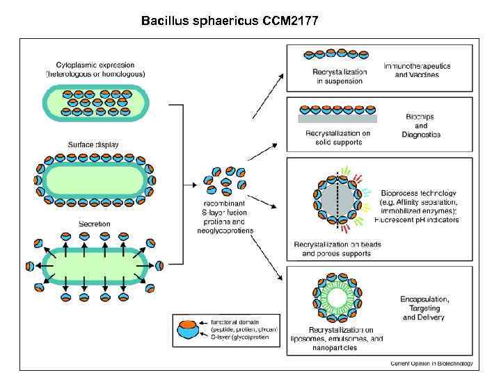 Bacillus sphaericus CCM 2177 