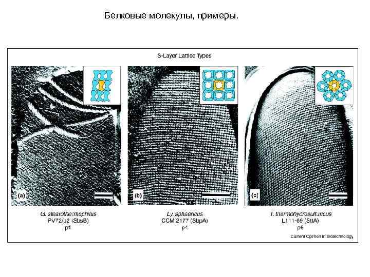 Белковые молекулы, примеры. 