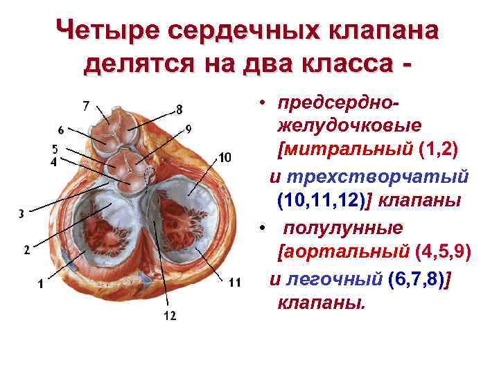 Где расположен митральный клапан