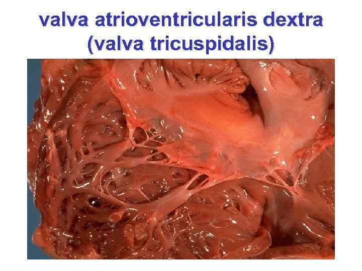 valva atrioventricularis dextra (vаlvа tricuspidalis) 