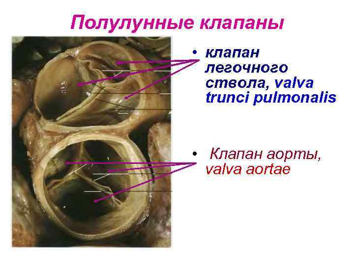 Что такое полулунные клапаны