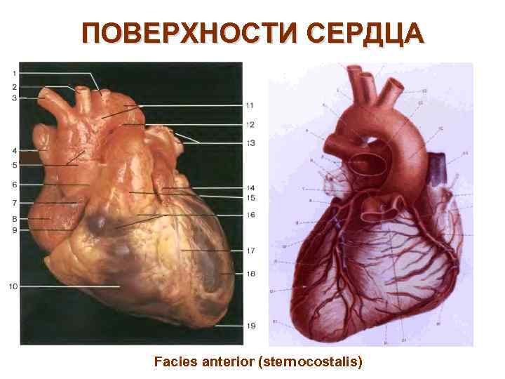 ПОВЕРХНОСТИ СЕРДЦА Facies anterior (sternocostalis) 