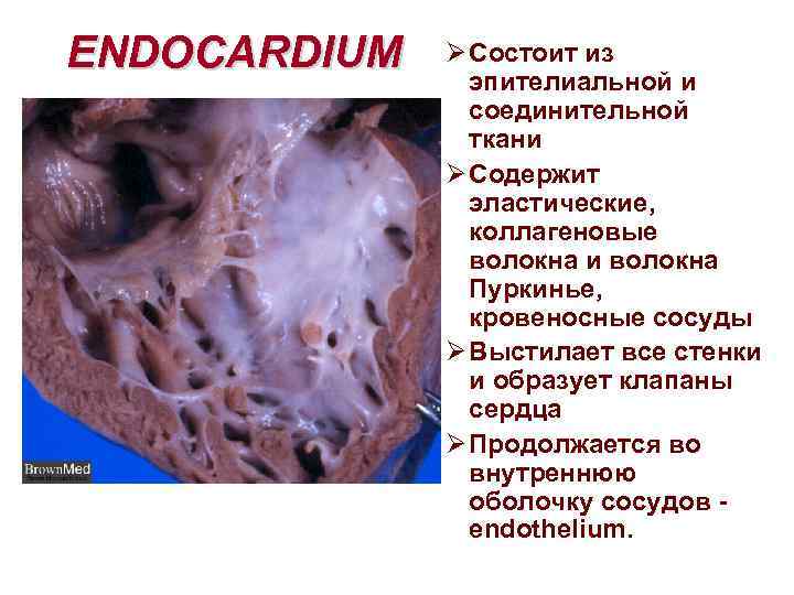 ENDOCARDIUM Ø Состоит из эпителиальной и соединительной ткани Ø Содержит эластические, коллагеновые волокна и