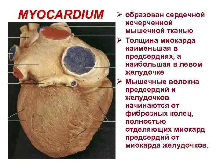 MYOCARDIUM Ø образован сердечной исчерченной мышечной тканью Ø Толщина миокарда наименьшая в предсердиях, а