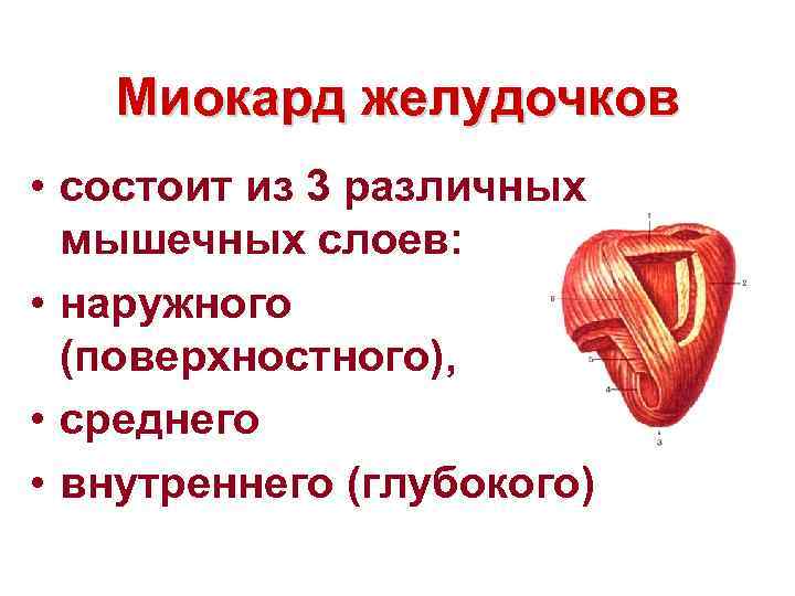 Миокард желудочков • состоит из 3 различных мышечных слоев: • наружного (поверхностного), • среднего