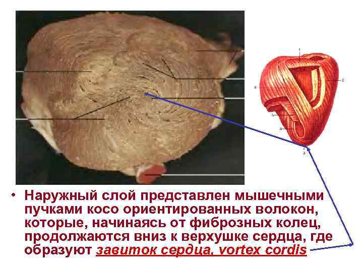  • Наружный слой представлен мышечными пучками косо ориентированных волокон, которые, начинаясь от фиброзных