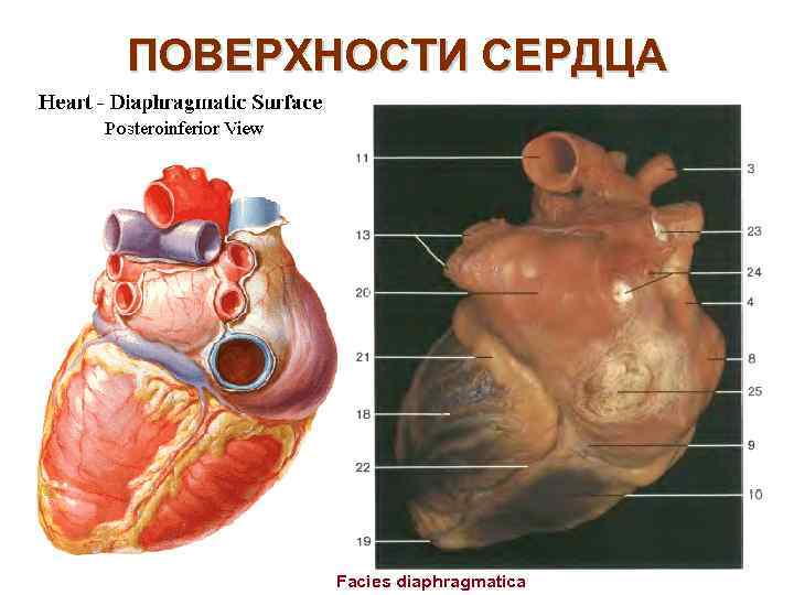 Что такое сердечный клапан