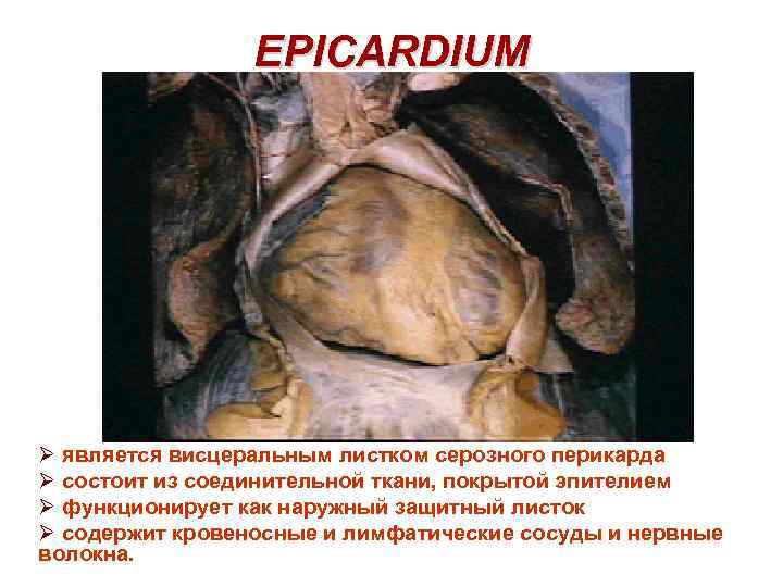 EPICARDIUM Ø является висцеральным листком серозного перикарда Ø состоит из соединительной ткани, покрытой эпителием