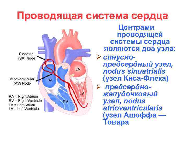 Проводящая система сердца Центрами проводящей системы сердца являются два узла: Ø синуснопредсердный узел, nodus