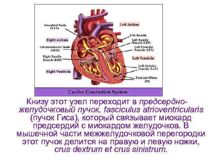 Что такое сердечный клапан