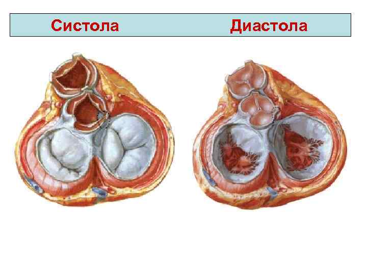 Систола и диастола