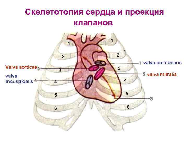 Проекция границ и клапанов сердца на грудную клетку схема