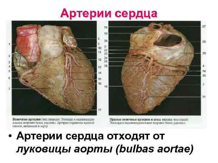 Артерии сердца • Артерии сердца отходят от луковицы аорты (bulbas aortae) 