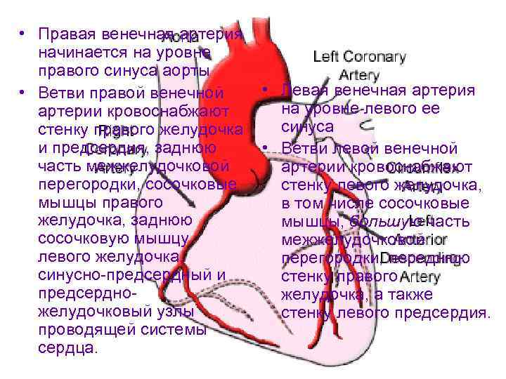 Расширение аорты на уровне синусов