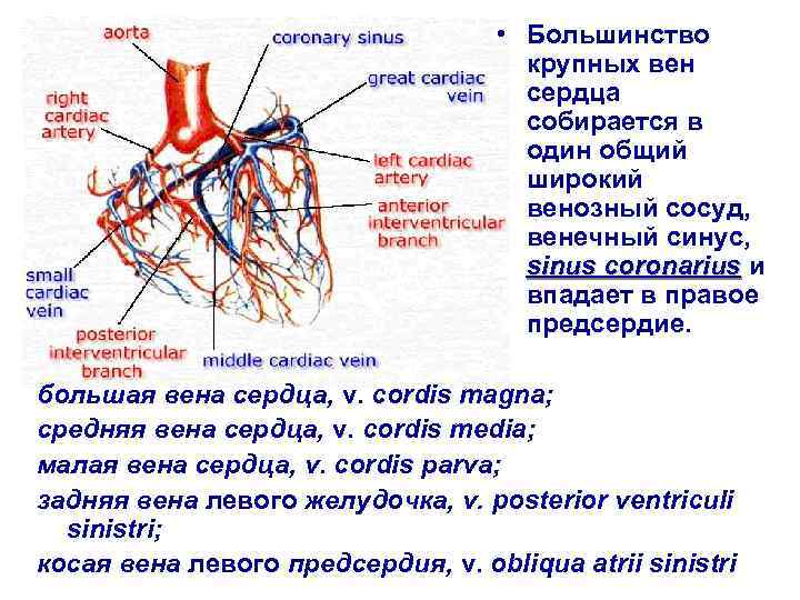  • Большинство крупных вен сердца собирается в один общий широкий венозный сосуд, венечный