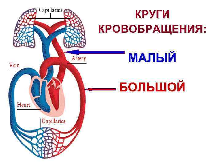 Уши сердца