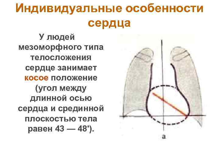 Положение сердца