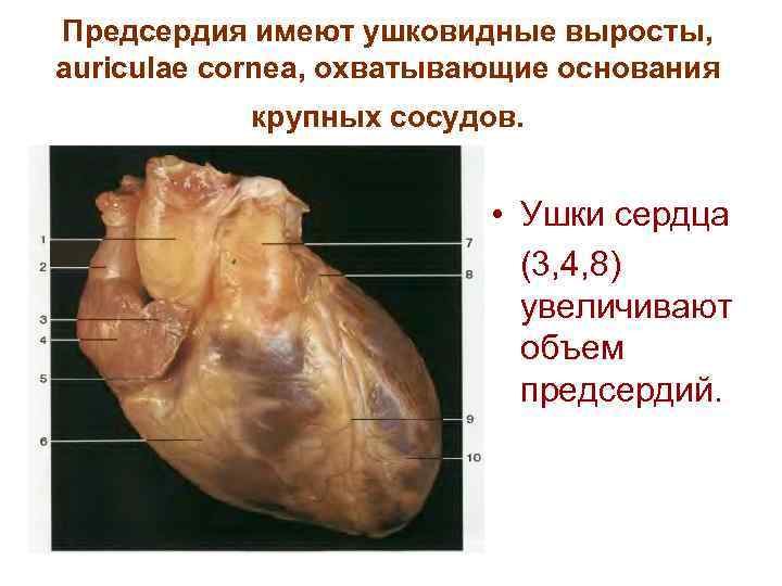 Предсердия имеют ушковидные выросты, auriculae cornea, охватывающие основания крупных сосудов. • Ушки сердца (3,