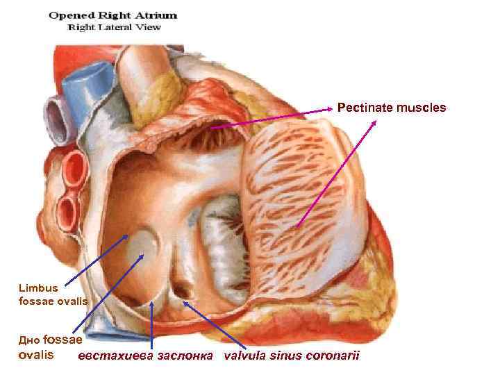 Pectinate muscles Limbus fossae ovalis Дно fossae ovalis евстахиева заслонка valvula sinus coronarii 