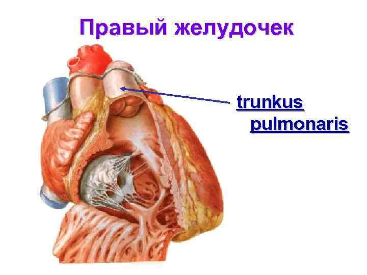 Правый желудочек trunkus pulmonaris 