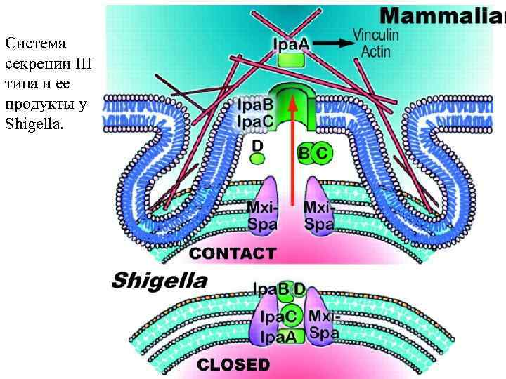 Система секреции III типа и ее продукты у Shigella. 