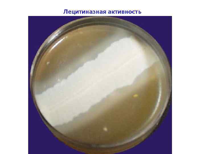 Лецитиназная активность 
