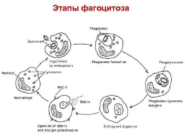 Стадии фагоцитоза схема