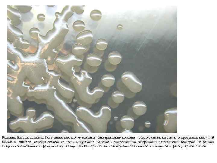 Колонии Bacillus anthracis. Рост слизистых или мукоидных бактериальные колонии - обычно свидетельствует о продукции