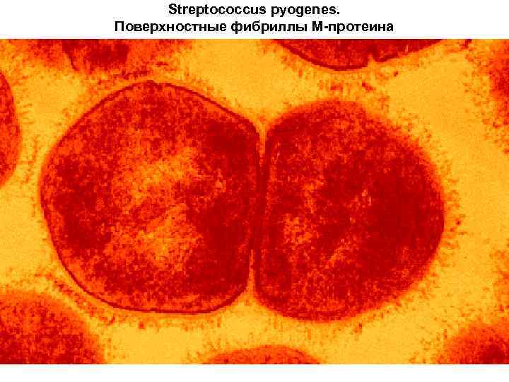 Streptococcus pyogenes. Поверхностные фибриллы М-протеина 