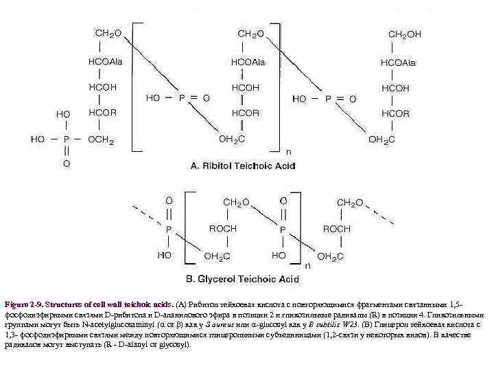 Figure 2 -9. Structures of cell wall teichoic acids. (A) Рибитол тейхоевая кислота с