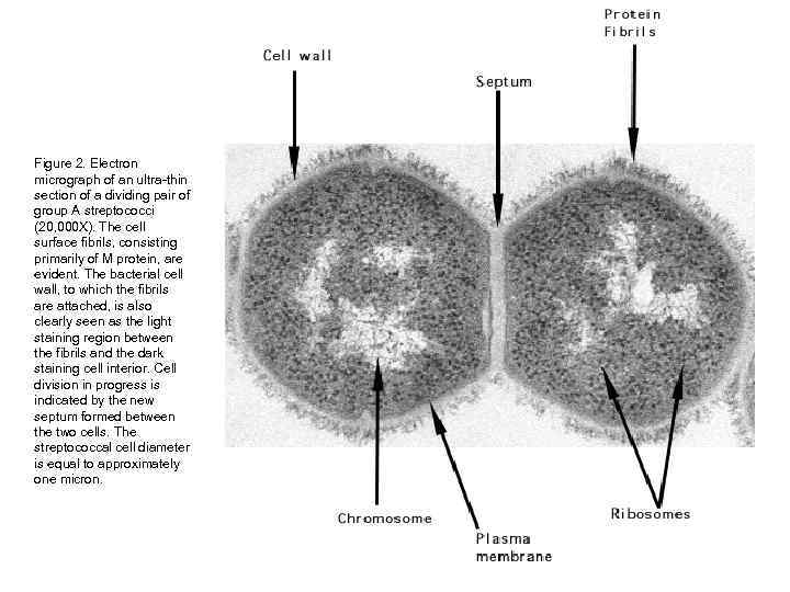 Figure 2. Electron micrograph of an ultra-thin section of a dividing pair of group