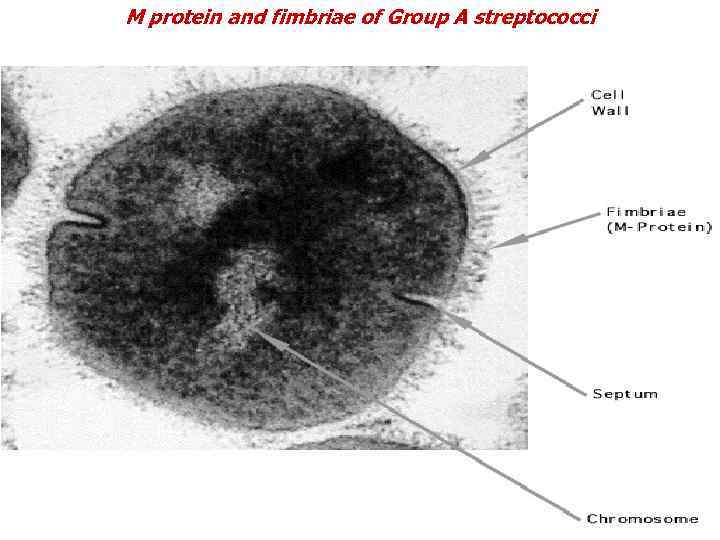 M protein and fimbriae of Group A streptococci 