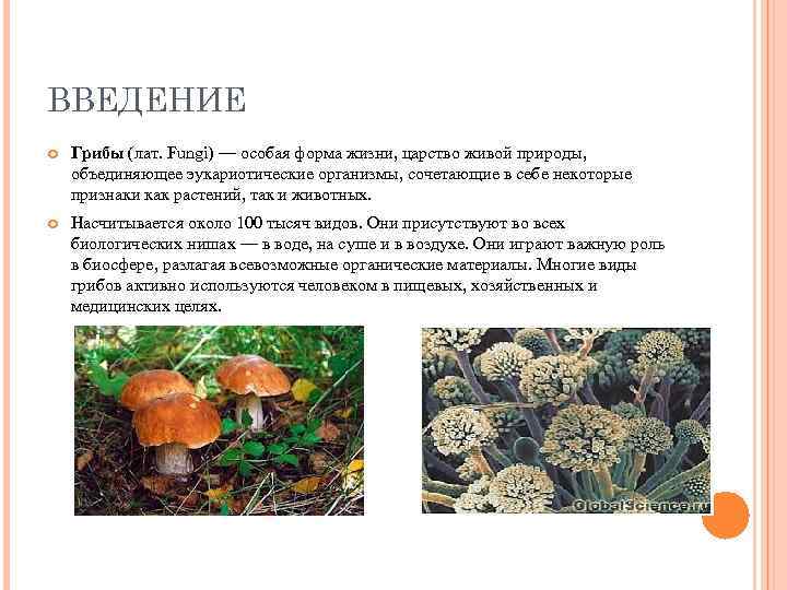 ВВЕДЕНИЕ Грибы (лат. Fungi) — особая форма жизни, царство живой природы, объединяющее эукариотические организмы,