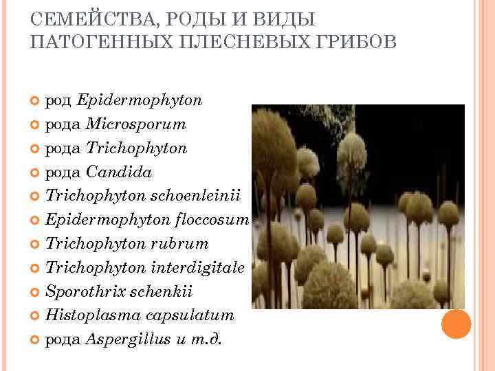 СЕМЕЙСТВА, РОДЫ И ВИДЫ ПАТОГЕННЫХ ПЛЕСНЕВЫХ ГРИБОВ род Epidermophyton рода Microsporum рода Trichophyton рода