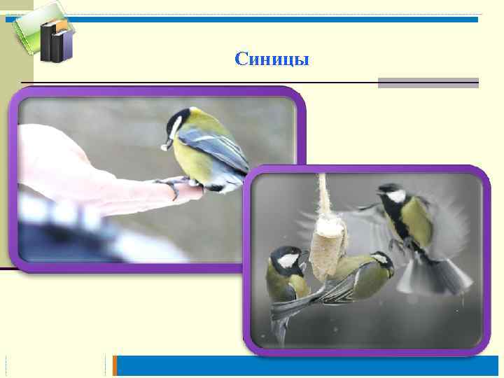 Синицы 