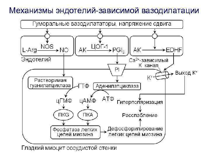 Механизмы эндотелий-зависимой вазодилатации 