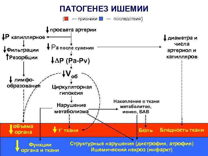 ПАТОГЕНЕЗ ИШЕМИИ ( — признаки — последствия) просвета артерии Р капиллярное Фильтрации Резорбции лимфообразования