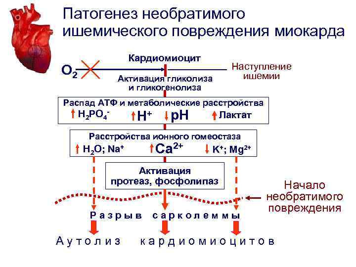 Патогенез необратимого ишемического повреждения миокарда Кардиомиоцит О 2 Активация гликолиза и гликогенолиза Наступление ишемии