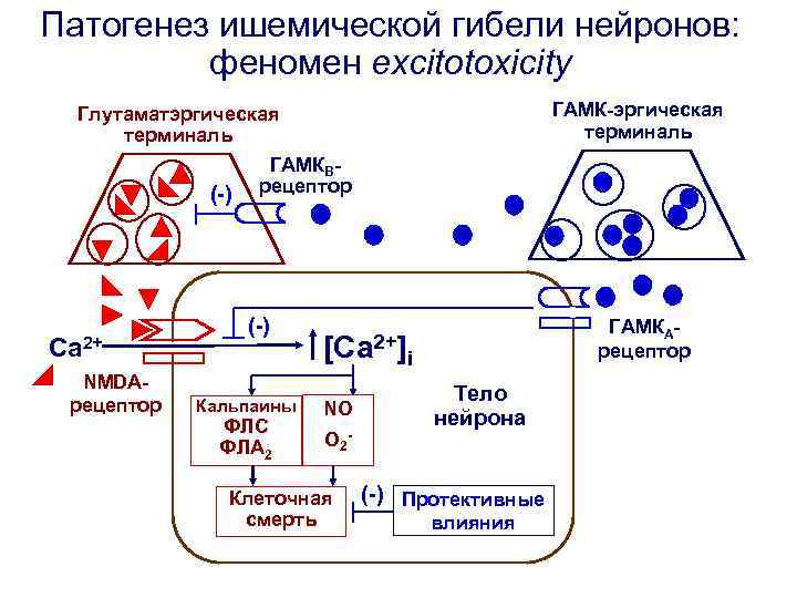 Патогенез ишемической гибели нейронов: феномен excitotoxicity ГАМК-эргическая терминаль Глутаматэргическая терминаль ГАМКB(-) рецептор Ca 2+