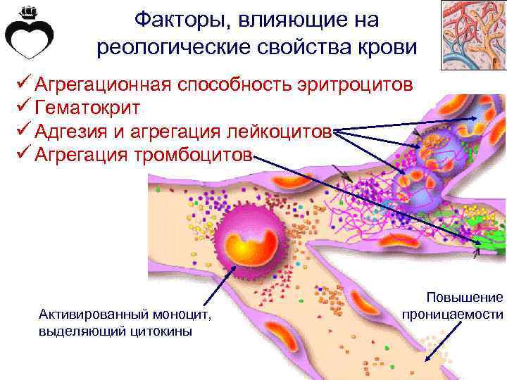 Факторы, влияющие на реологические свойства крови ü Агрегационная способность эритроцитов ü Гематокрит ü Адгезия