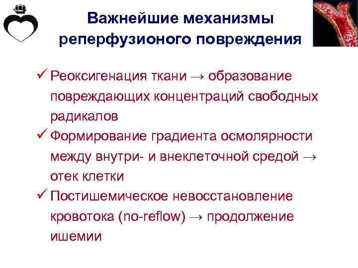 Важнейшие механизмы реперфузионого повреждения ü Реоксигенация ткани → образование повреждающих концентраций свободных радикалов ü