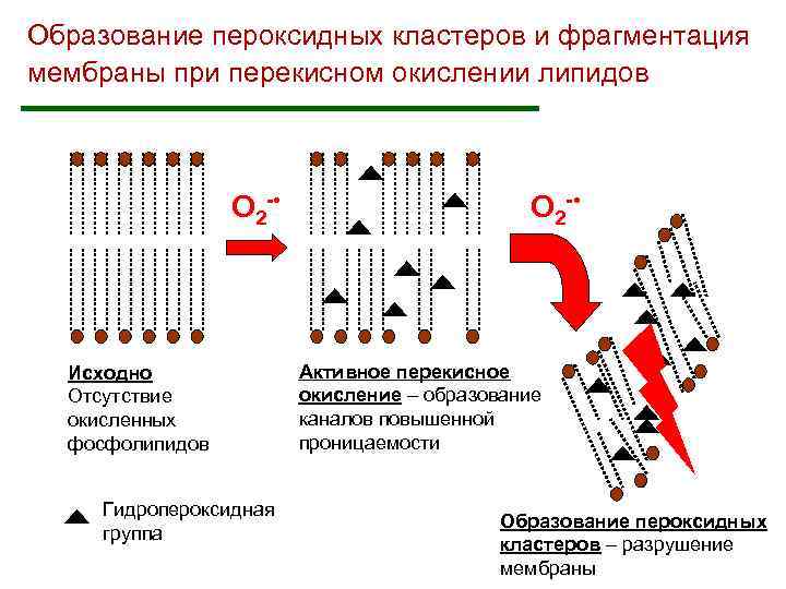 Образование пероксидных кластеров и фрагментация мембраны при перекисном окислении липидов О 2 - •