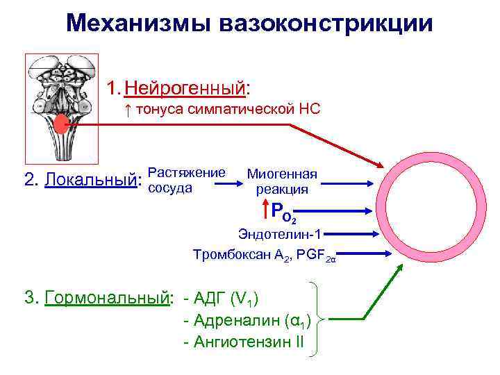 Механизмы вазоконстрикции 1. Нейрогенный: ↑ тонуса симпатической НС 2. Локальный: Растяжение сосуда Миогенная реакция