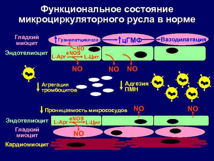 Функциональное состояние микроциркуляторного русла в норме Гладкий миоцит ц. ГМФ Гуанилатциклаза Вазодилатация NO e.